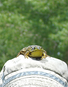 frosch-new3